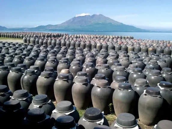 桜島を望む伊達醸造の壺畑