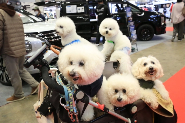 屋内イベント会場で複数の白い犬たちがペットカートに乗っている