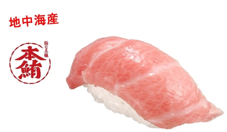 地中海産 鮪の王様 本鮪