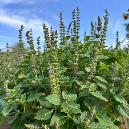 青い空を背景に、緑豊かな植物がたくさんの小さな花の穂を伸ばしている様子を捉えた写真です。ハーブの一種、おそらくバジルの花が咲き誇っています。