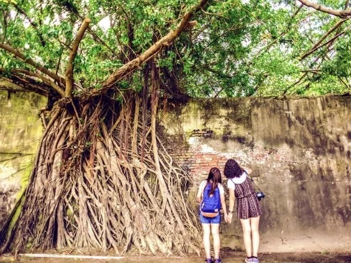 古い壁に絡みつくガジュマルの木