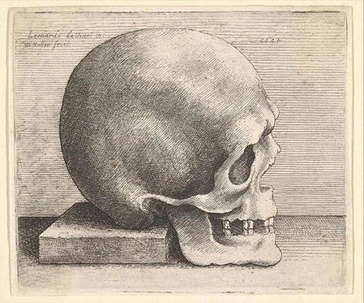 Skull in Profile to Right